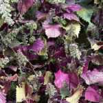 Perilla (shiso): sembrar, cuidar y cosechar