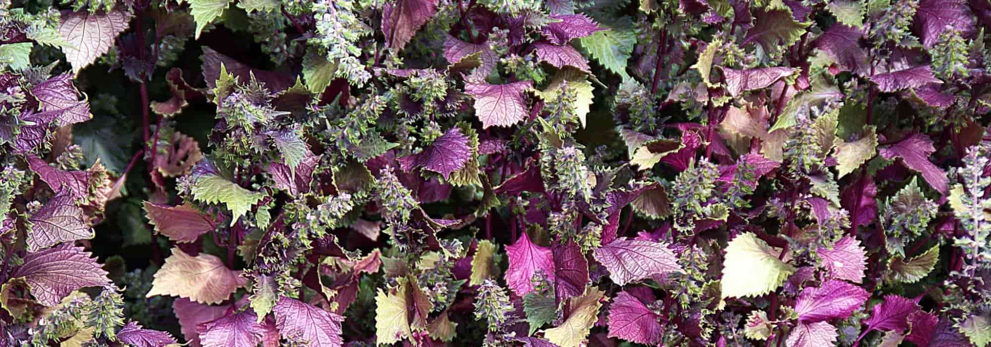 Perilla (shiso): sembrar, cuidar y cosechar