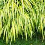 Plantas que tardan en fijarse