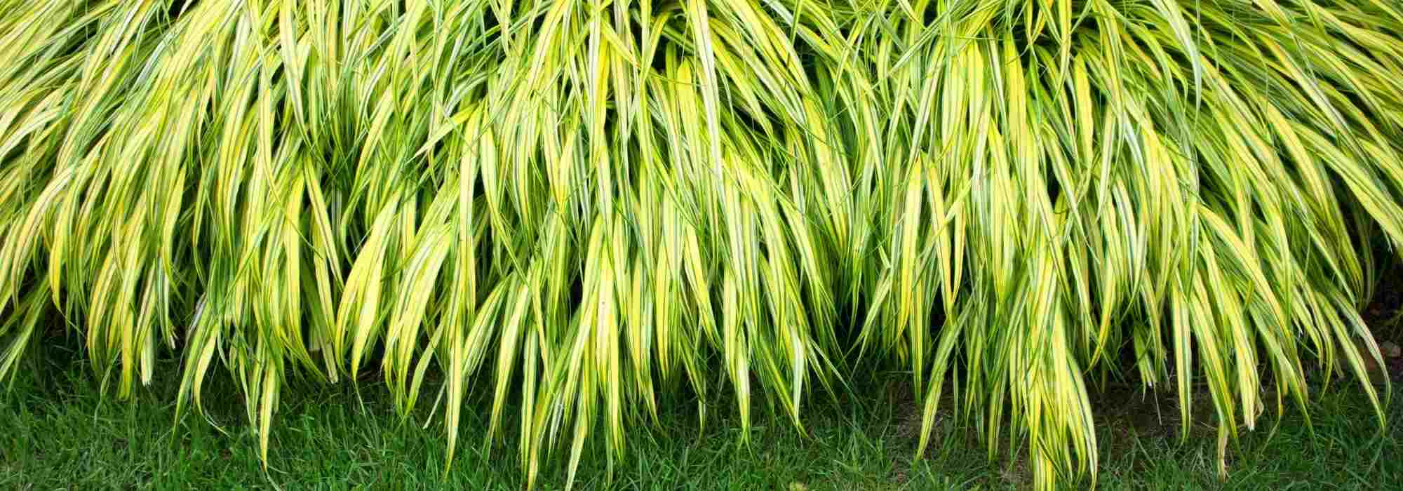 Plantas que tardan en fijarse