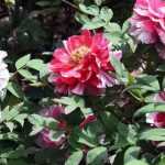 Plantas que no toleran el trasplante