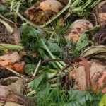 Planta forrajera: 5 hortalizas para animales