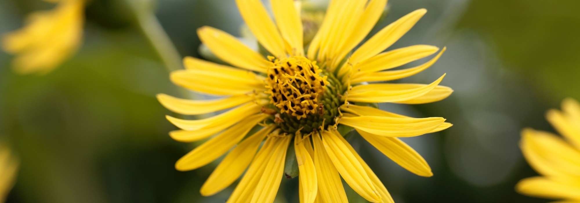 Silphium: plantación, cultivo