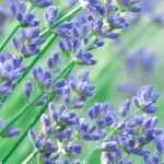 7 vivaces para un jardín orientado al sur