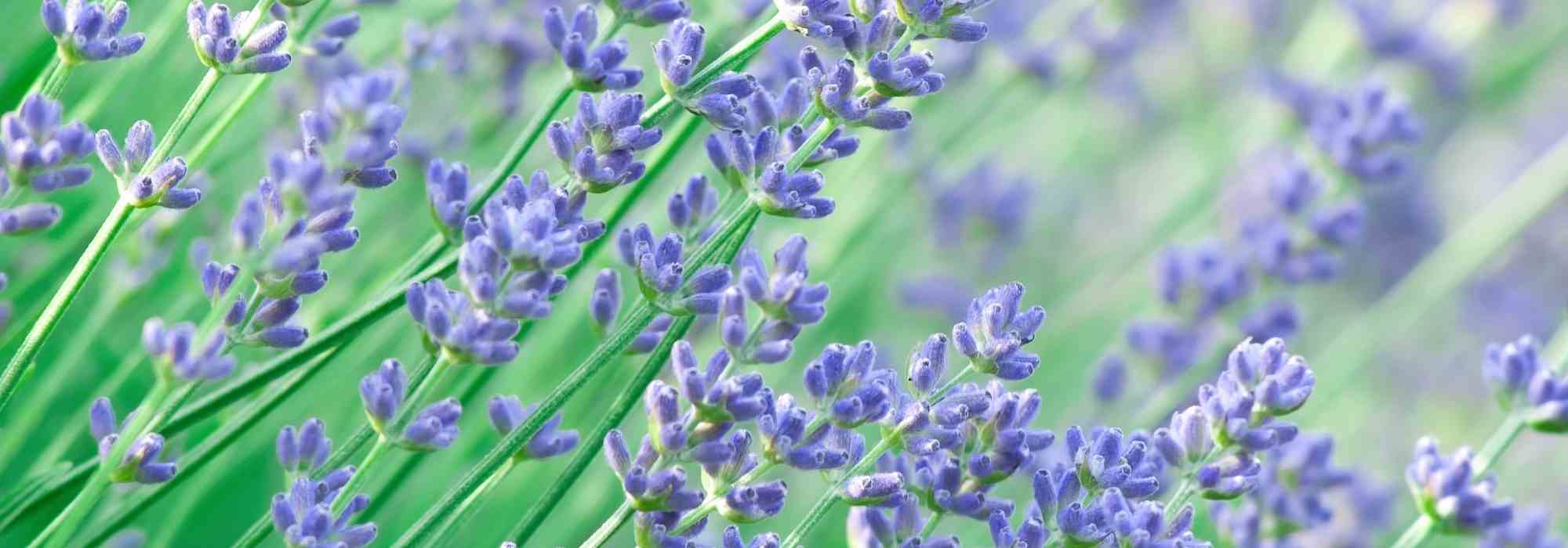 7 vivaces para un jardín orientado al sur