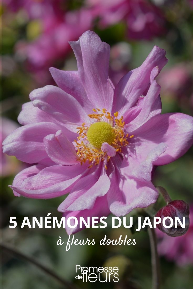 anémona japonesa flores dobles