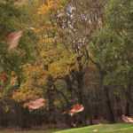 Proteger un jardín muy expuesto al viento