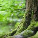 5 árboles para jardín orientado al norte