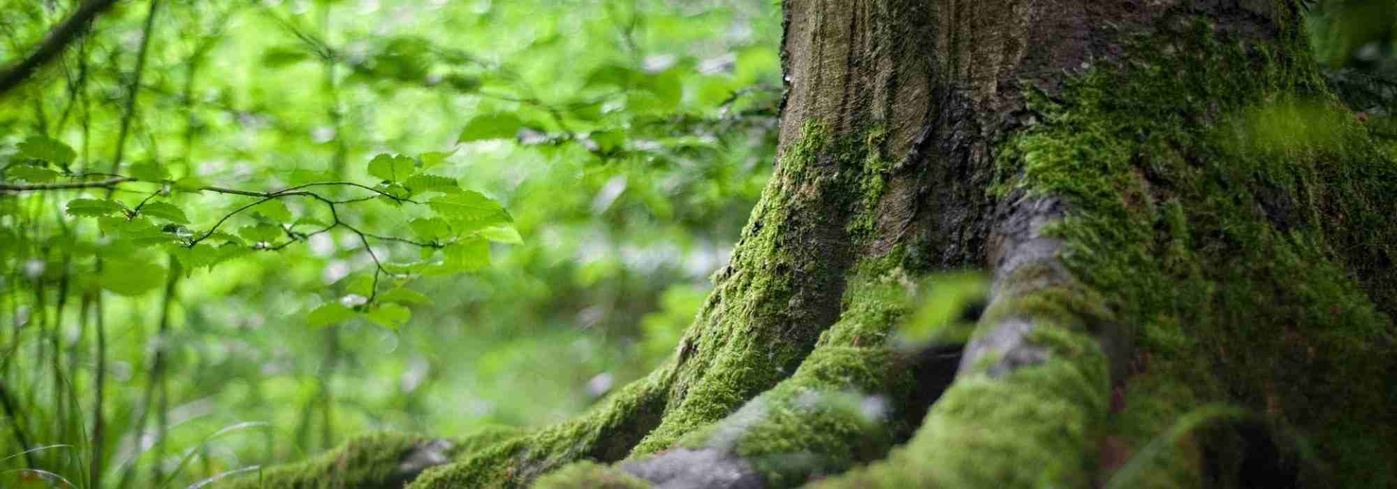 5 árboles para jardín orientado al norte