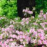 6 arbustos para un jardín orientado al norte
