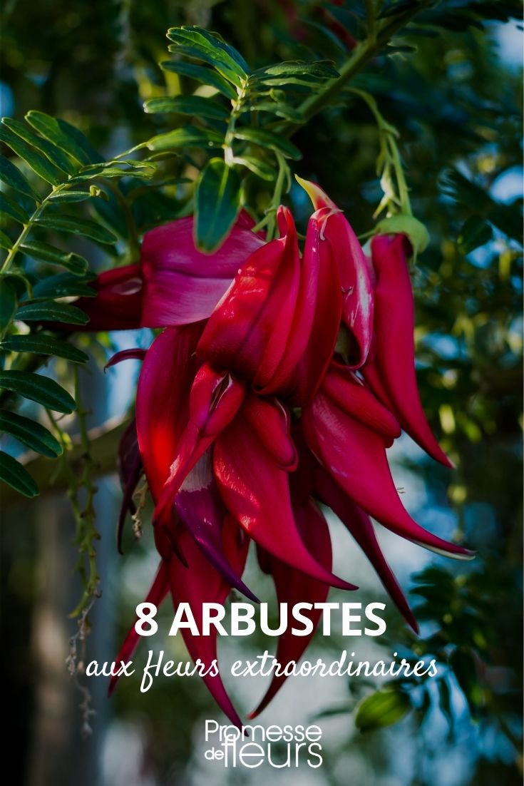 arbustos de flores extraordinarias