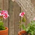 Riego de plantas en macetas