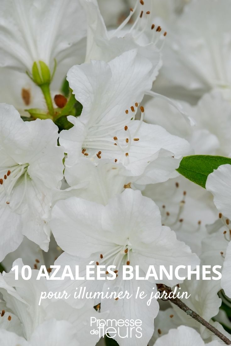 azalea blanca