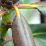 Enfermedades y parásitos de la Azalea Japónica