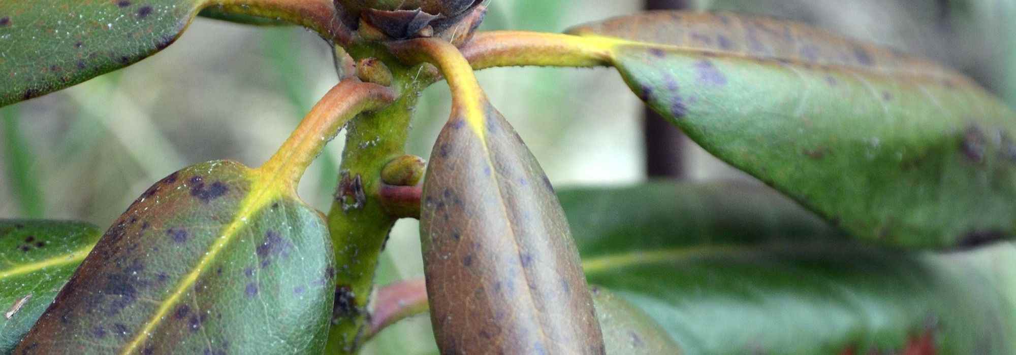 Enfermedades y parásitos de la Azalea Japónica