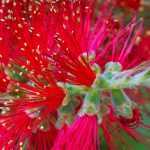 ¿Cómo elegir un Callistemon?