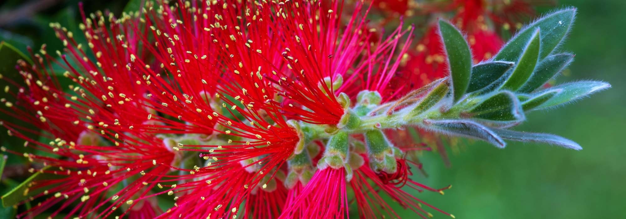 ¿Cómo elegir un Callistemon?