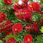 Combinar el callistemon