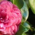 7 camelias clásicas con flores de color rosa