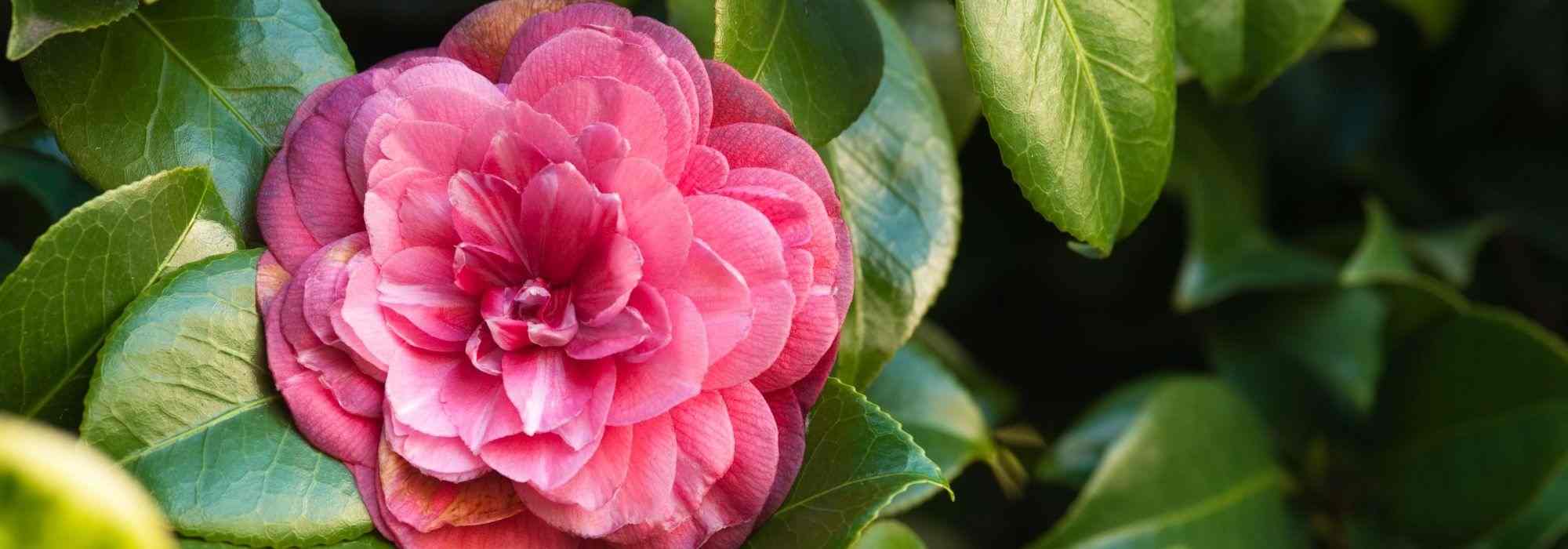 7 camelias clásicas con flores de color rosa