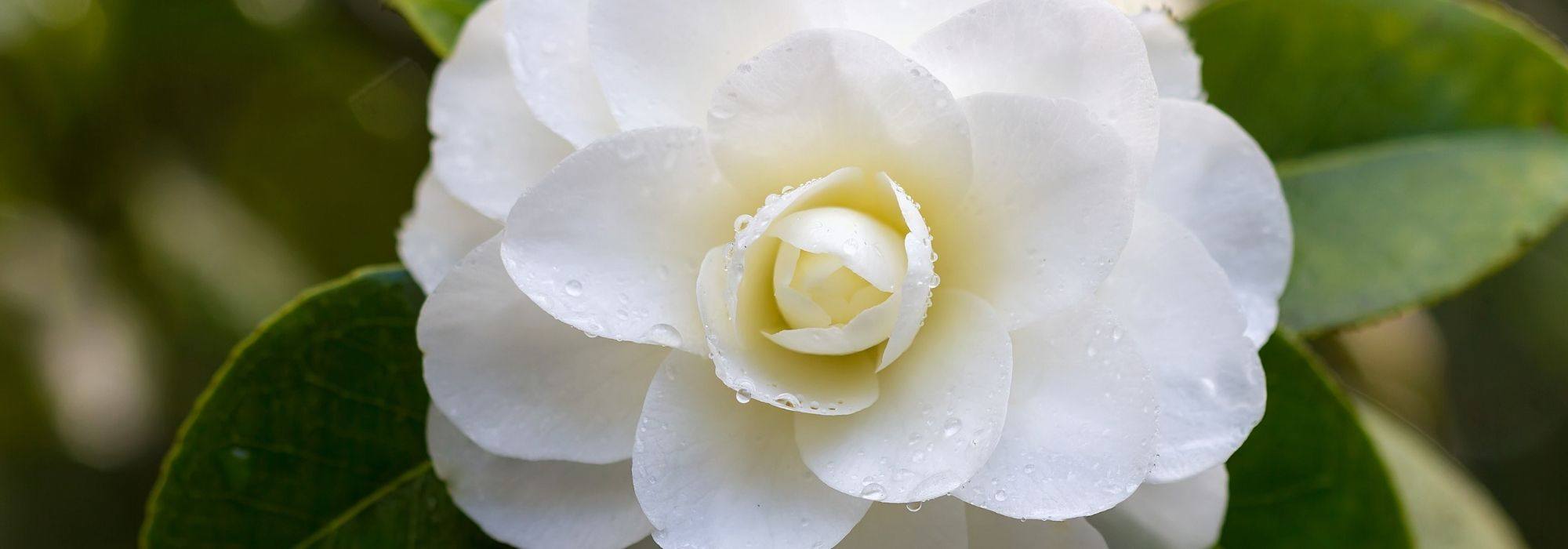 7 camelias clásicas blancas