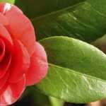 7 camelias para cultivar en macetas
