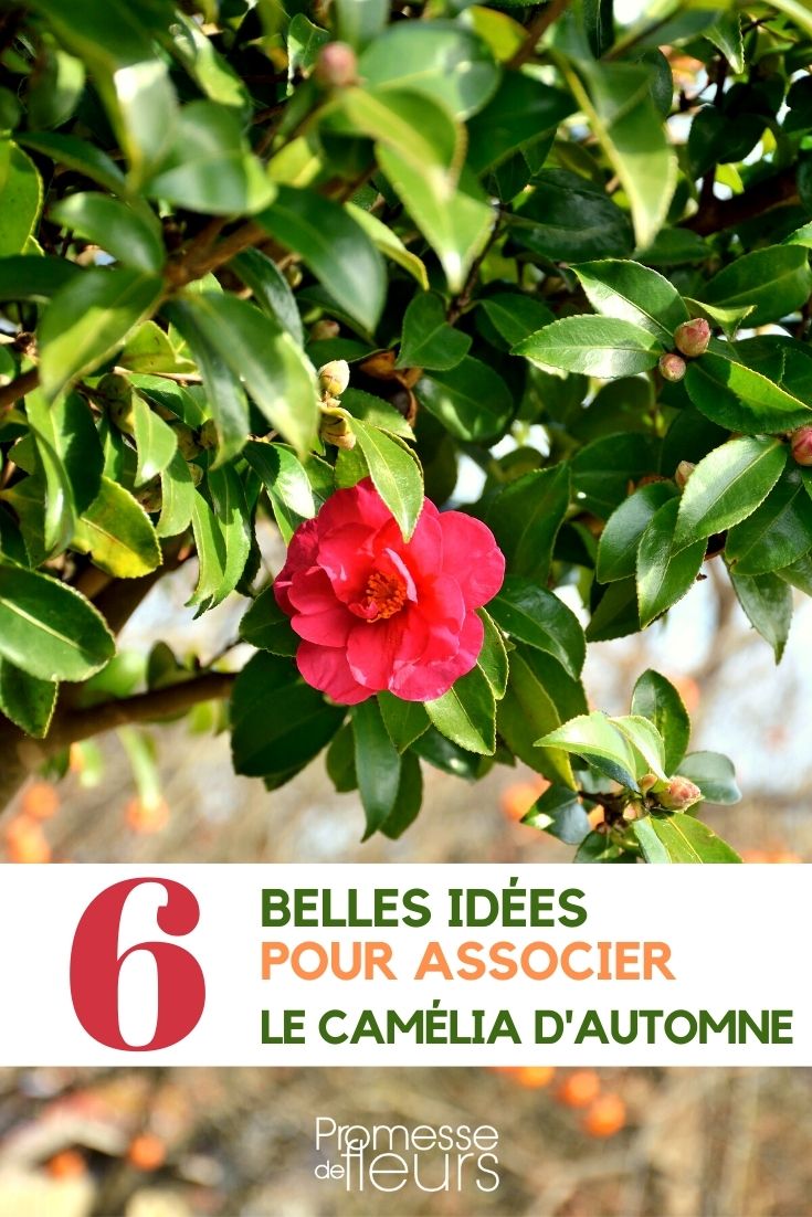 camellia sasanqua - asociar