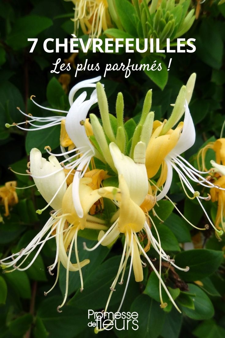 madreselva perfumada