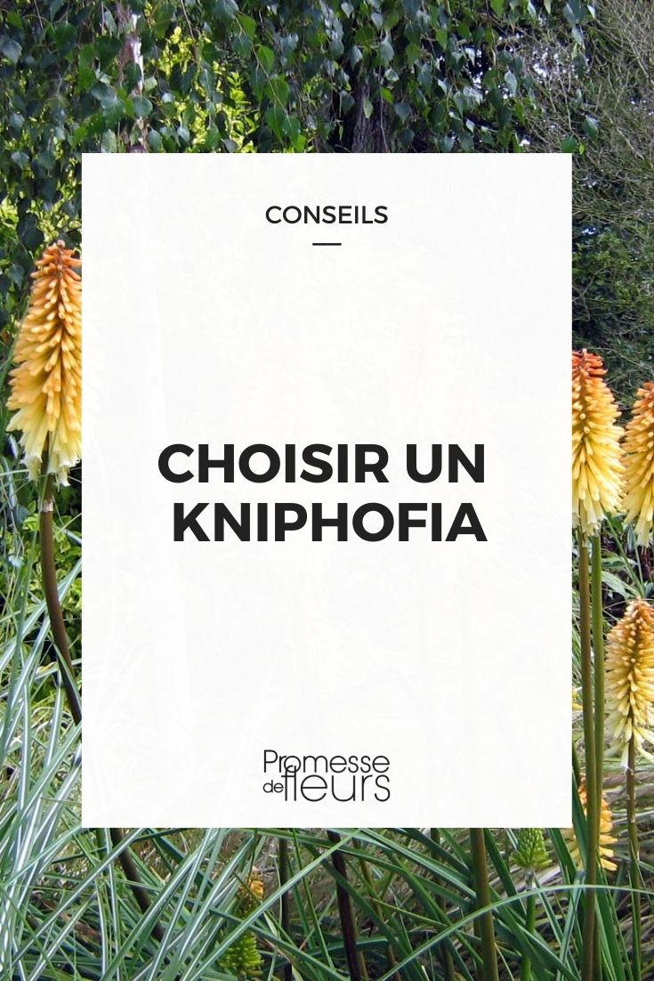 elegir un kniphofia