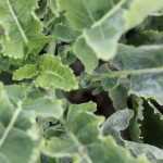 Cultivar la col perenne de Daubenton