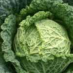 6 coles de Milán para descubrir