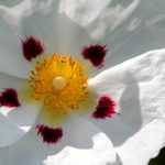 Plantar un cisto en maceta