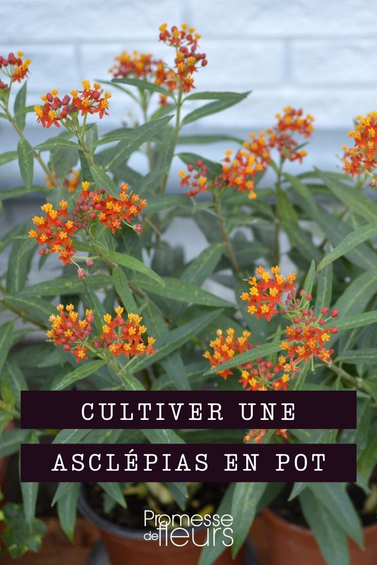 cultivar asclepias en maceta