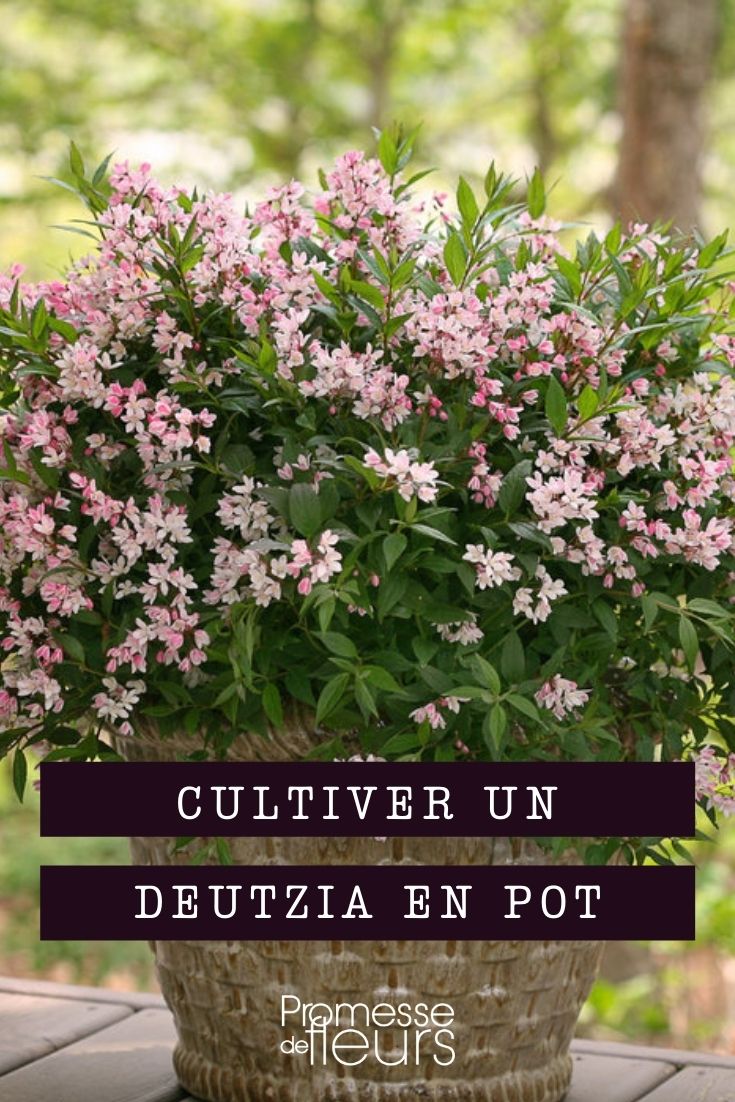 cultivar deutzia en maceta