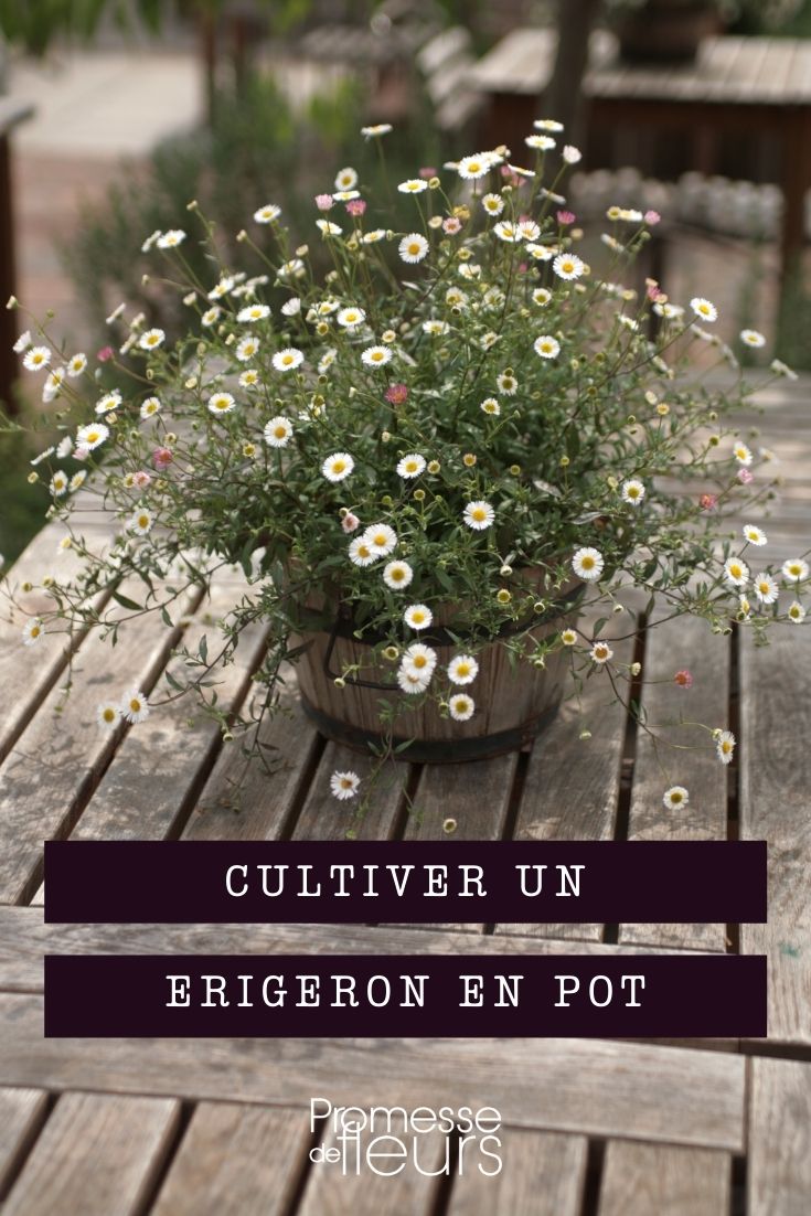 cultivar erigeron en maceta