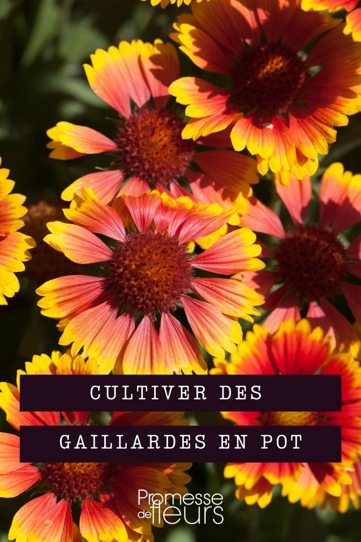 cultivar gaillardia en maceta