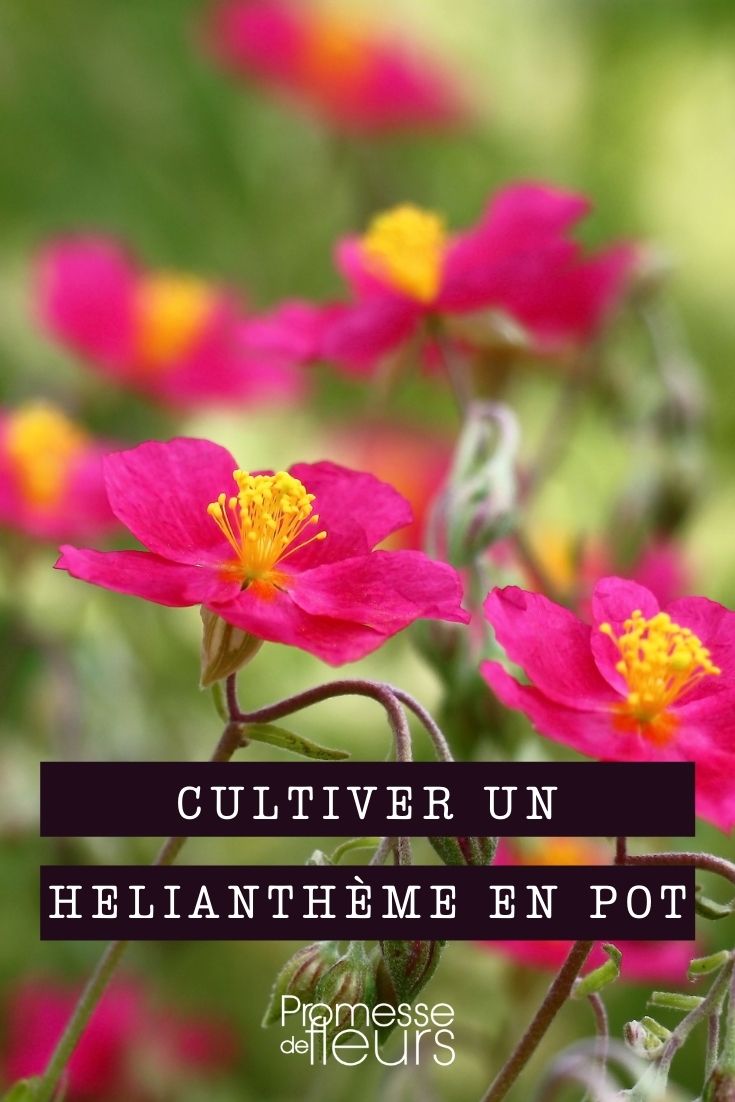 cultivar heliantemo en maceta
