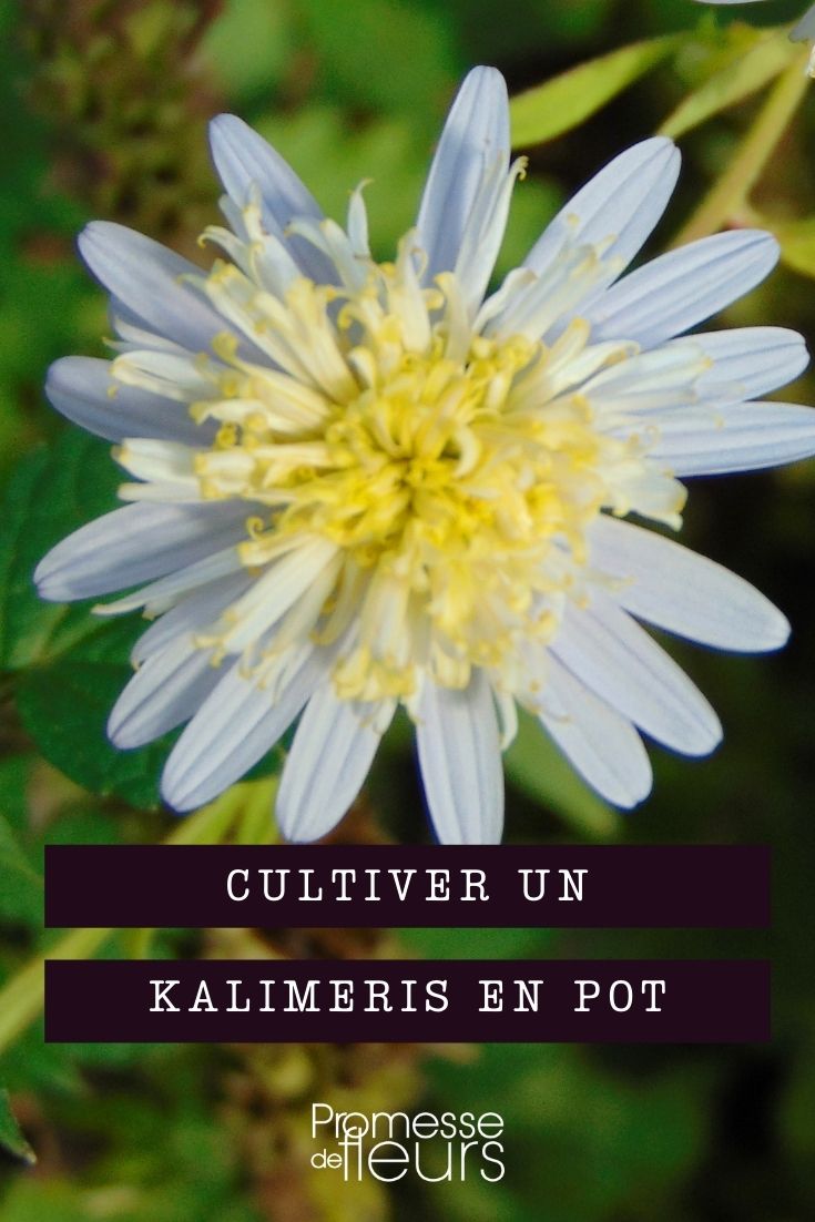 cultivar kalimeris en maceta