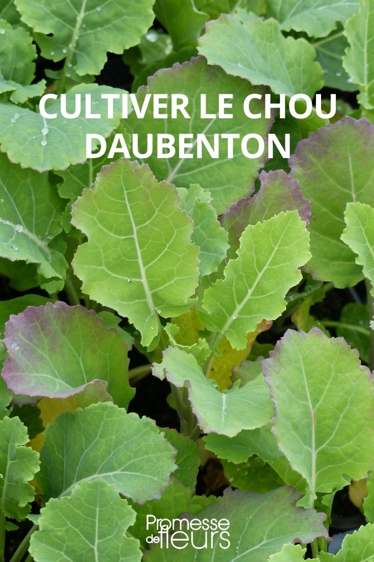 cultivar la col rizada Daubenton