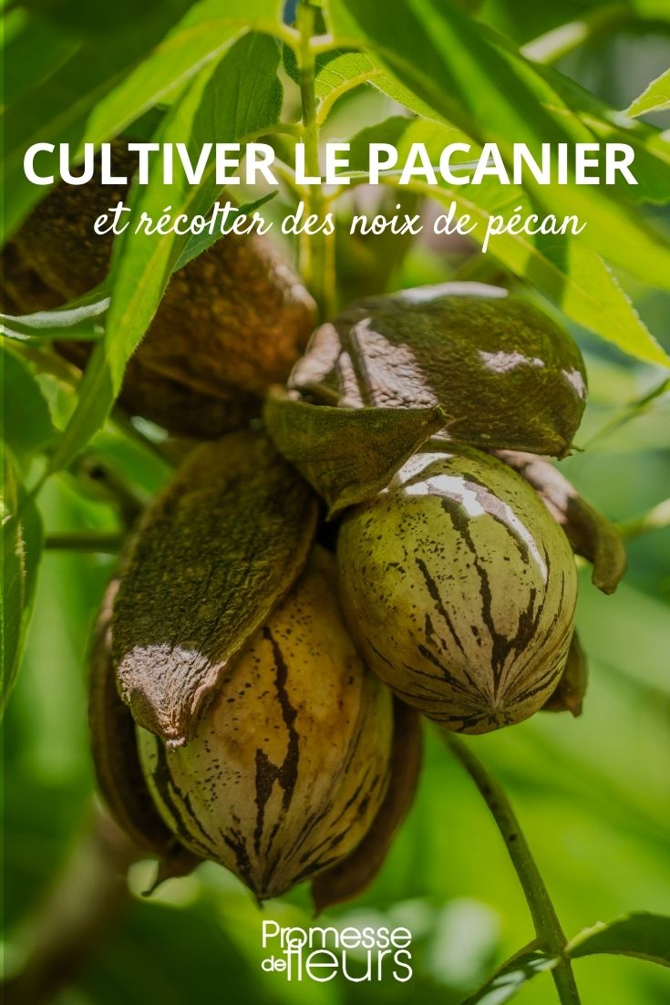 Cultivar nueces pecanas