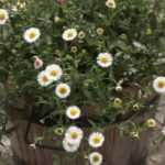 Erigeron: 7 ideas para combinarlo