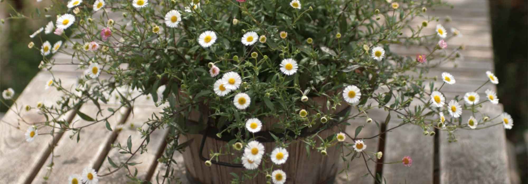 Erigeron: 7 ideas para combinarlo