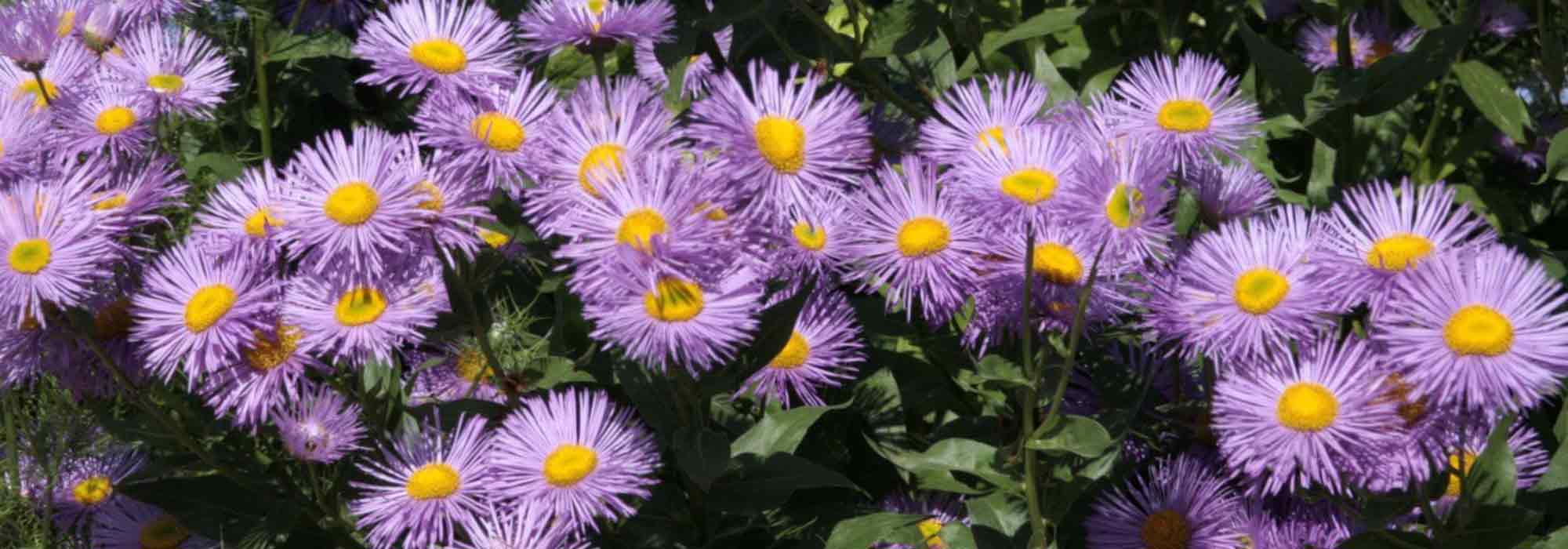 Cultivar Erigeron en macetas