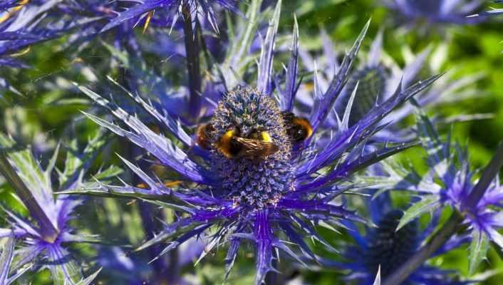 Esquejar un Eryngium