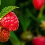 Plantar frambuesas comunes con raíces desnudas