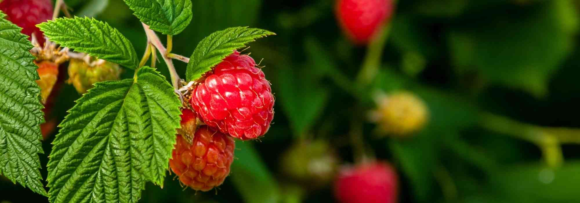 Plantar frambuesas comunes con raíces desnudas