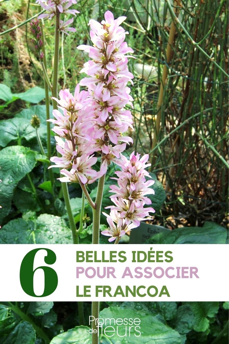 francoa-asociar