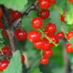 Plantar groselleros a raíz desnuda