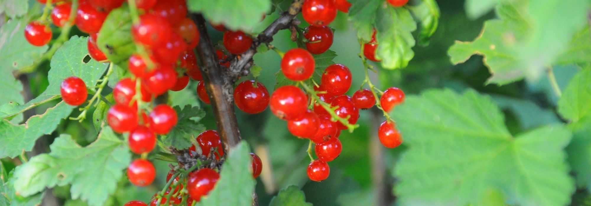 Plantar groselleros a raíz desnuda