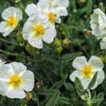 Asociar los heliántemos